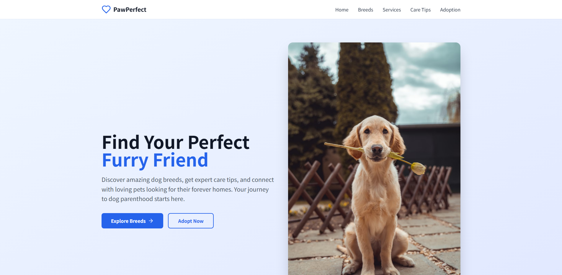 Beautiful Dog Website